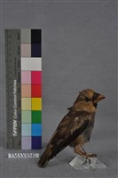 藏品(桑鳲)的圖片